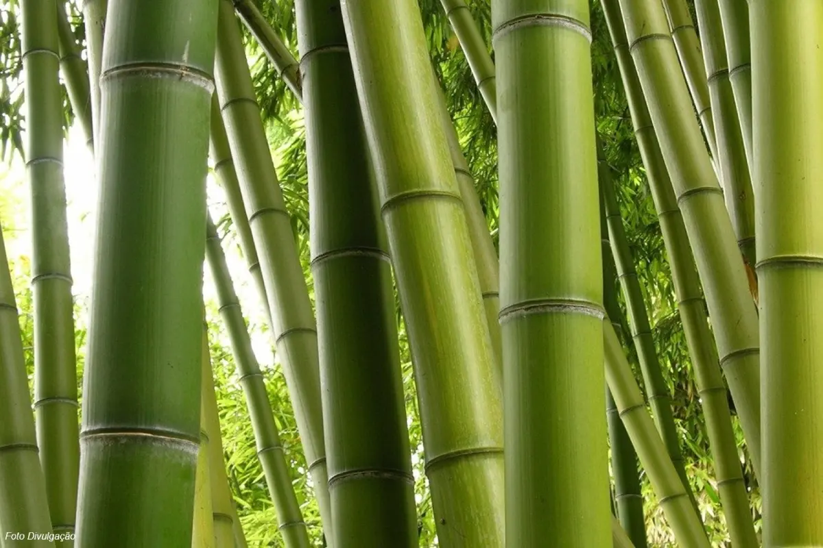 Nordeste dá o pontapé na biorrefinaria de bambu para etanol pioneira nas Américas