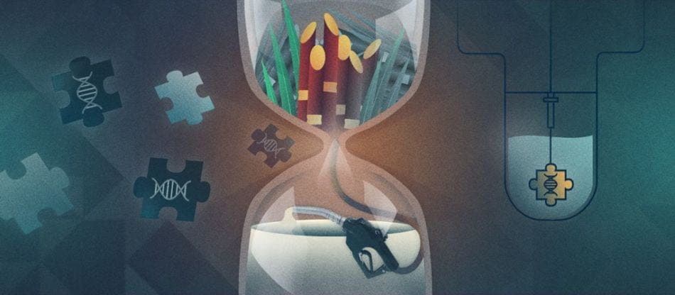 Nordeste deve ganhar primeira biorrefinaria de bambu para etanol 2G das Américas